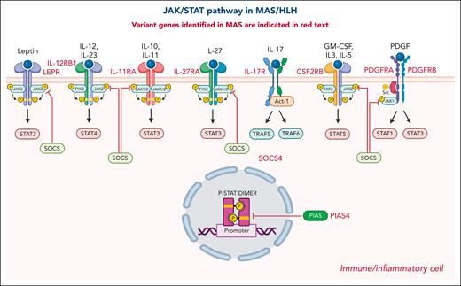 JAK-STAT pathway proteins with variant sequences in patients with MAS identified by Ma et al. Others have identified variant sequences in IL10RA and IL7R. See Table 2 in the article by Ma et al, that begins on page 612.
