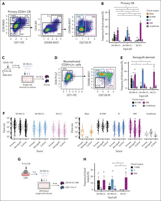 Preservation of in vitro determined early B and NM precursor phenotypes in CB-derived xenografts. (A) FACS gating used to define RA–C–, RA+C– and C+ phenotypes in unmanipulated CD34+38med71–10– CB cells. (B) Clonal output frequencies of the 3 input phenotypes isolated from unmanipulated CD34+ CB cells. Each bar shows the mean ± SEM of values pooled from 4 different experiments with 150 to 340 single cells tested per input subset. The statistical significance of differences in clone distribution between input phenotypes was assessed using t tests with Holm correction (∗P < .05). (C) Experimental design used to analyze clonal outputs of RA–C–, RA+C–, and C+ phenotypes obtained from the bone marrow (BM) of NRG-W41 mice transplanted with CD34+ CB cells (4 experiments). (D) FACS gating used to detect the phenotypes generated in panel C. (E) Clonal output frequencies of 3 input phenotypes isolated from the BM of engrafted NRG-W41 mice. Each bar shows the mean ± SEM of values pooled from all experiments with 260 to 550 total single cells tested per input subset. The statistical significance of differences in clone distribution between input phenotypes was assessed using t tests with Holm correction (∗P < .05). (F) Size of clones generated from single input cells isolated from the different sources described above. Clones (defined as ≥5 human cells) pooled from all experiments shown above were grouped by the input phenotype (left) or lineage output type (right). “n.d.” represents signals below the limit of detection (5 cells). (G) Experimental design for the OP9-DLL4 coculture assay of clonal pro-T– and NM-lineage outputs in sorted single cells from each of the 3 input phenotypes. (H) Frequency of clonal output types detected in the OP9-DLL4 clonal assays. Values shown are mean ± SEM pooled from 3 experiments, with 180 to 240 cells tested per input phenotype. The statistical significance of differences in clone distribution between input phenotypes was assessed using Wilcoxon tests with Holm correction (∗P < .05).