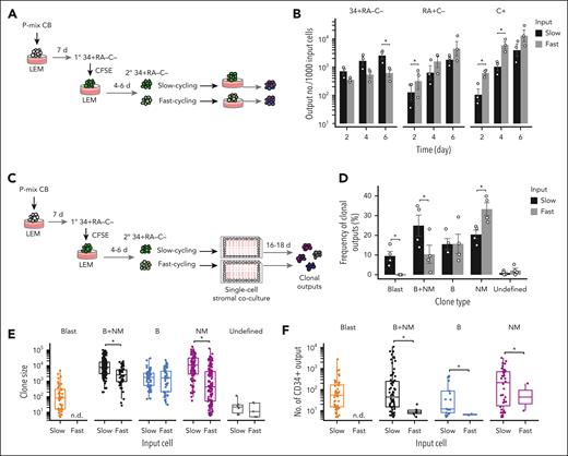 Evidence of a delayed B/NM differentiation process in CD34+RA–C– cells exhibiting a slower cycling behavior. (A) Experimental design used to compare the changing output phenotypes generated from slow- and fast-cycling CD34+RA–C– cells. (B) Output numbers (mean ± SEM) of different progeny phenotypes generated from slow- and fast-cycling input CD34+RA–C– cells, determined at different time points (n = 3 experiments). Slow- and fast-cycling input cells were defined by their average cell cycle transit time of ≥48 or ≤24 hours, respectively. ∗P < .05 via pairwise t tests post Holm adjustment. (C) Experimental design used to examine and compare the clonal outputs of individual slow- and fast-cycling CD34+RA–C– cells. (D) Percentages of clonal output types produced from CD34+RA–C– input cells. Slow- and fast-cycling input cells were defined by their average cell cycle transit time of ≥48 or ≤24 hours, respectively. Each bar shows the mean ± SEM of values pooled from 4 different experiments in which a total of 540 and 520 single cells were assessed from the slow- and fast-cycling progenitors, respectively. Clone size (E) and the number of CD34+ output per clone (F) generated from individual slow- or fast-cycling progenitors. Clones (defined as ≥5 human cells) pooled from all experiments shown above were grouped by the lineage output type. “n.d.” represents signals below the limit of detection (5 cells). ∗P < .05 via pairwise t tests.