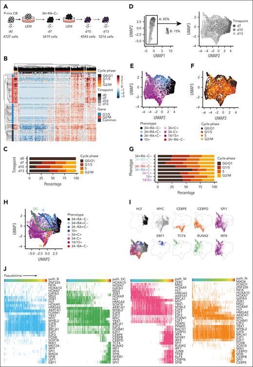 Timed changes in expression of self-renewal and lineage-associated genes across differentiation trajectories. (A) Experimental design used to track the sequential transcript outputs of in vitro–stimulated P-mix CB cells by single-cell CITE-seq analysis. For details, see supplemental Methods. (B) Hierarchical clustering of cell cycle states based on scaled gene expression values. Columns represent 16 269 individual cells colored by time point and cell cycle state. Rows represent genes expressed in specific cell cycle phases. (C) The percentages of cells in different cell cycle phases at each time point assessed. (D) UMAP presentation of transcriptome data (after cell cycle regression) combined from 12 181 single cells from the day 7, 10, and 13 time points. Cells are divided into A and B clusters based on the first UMAP dimension. (E-F) UMAP projection of 10 385 cells in the A cluster. Cells are colored by surface phenotype inferred from antibody-derived oligonucleotide tag signals (E) or assigned cell cycle phase (F). (G) Percentage of different cell cycle phases in cluster A cells separated by different phenotypic subsets. (H) Unsupervised modeling of lineage trajectories embedded in the UMAP manifold. (I) Distribution of TF activities in the UMAP space. Expression of each TF module is indicated by colored dots. Gray lines represent a density level of 0.006 of all cells in cluster A. (J) Top 30 most active TF motifs in each lineage trajectory. Columns represent individual cells ordered by pseudotime. Rows represent TFs that are detected in >20 target genes. Colors on the heat map denote presence (colored by lineage) or absence (blank) of the TF.