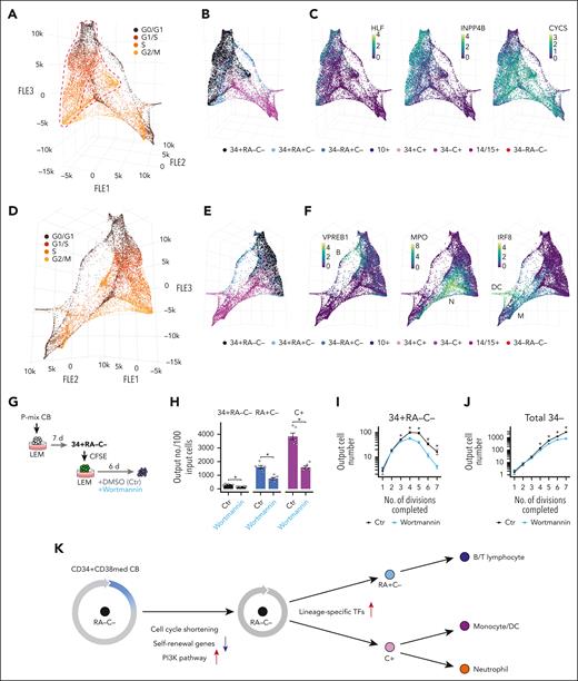 Functional association between cell proliferation and lineage restriction. (A) Three-dimensional FLE plot of 10 385 cells from the A cluster in Figure 6D. Cells are color coded by their respective cell cycle phases, with transitions between phases indicated by dashed red loops. (B-C) Three-dimensional FLE plot, with cells color coded based on their surface phenotypes (B) and gene expression levels (C) (the scale represents log2-transformed values). (D-F) Three-dimensional FLE plot (from a distinct angle), with cells color coded by their cell cycle phases (D), phenotypes (E), and gene expression (F), respectively. (G) Experimental design for assessing cell cycle progression and differentiation outputs of CD34+RA–C– progenitors treated with 100 nM wortmannin (Sigma-Aldrich, catalog no. 681675). The inhibitor is replenished every 2 days to account for its short half-life. (H) Number of output cells per 100 input cells analyzed on day 6. Each bar represents the mean ± SEM, calculated from 6 experimental replicates derived from 2 independent CB pools. (I-J) Numbers of CD34+RA–C– (I) and CD34– (J) output cells detected across successive CFSE fluorescence peaks, reflecting the number of completed cell divisions. Each point represents the mean ± SEM from the same experiments as shown in panel H. ∗P < .05, determined by t tests. (K) A proposed model of the process of cell fate restriction into lymphoid and myeloid lineages from bipotent human progenitors. Ctr, control; DMSO, dimethyl sulfoxide; FLE, force-directed layout.
