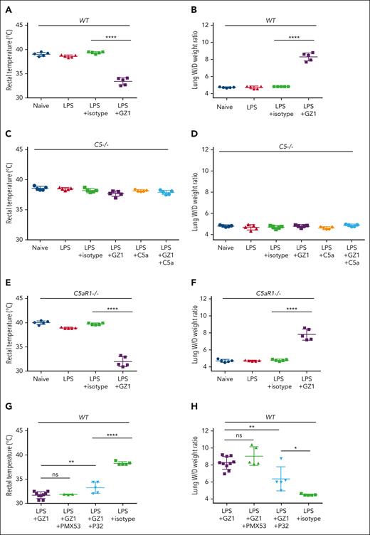 Analysis of anti-CD36–mediated TRALI in wild-type, C5−/−, C5aR1−/−, and wild-type mice receiving C5aR1 or C5aR2 agonist. Wild-type, C5−/−, and C5aR1−/− C57BL/6J male mice were treated with different reagents as indicated. The signs of TRALI including rectal temperatures and lung W/D weight ratios changes in wild-type mice (A-B), C5−/− mice (C-D), C5aR1−/− mice (E-F), and wild-type mice receiving C5aR1 agonist (PMX53) or C5aR2 agonist (P32) (G-H) are presented. In the control experiment (A-B), untreated wild-type mice (naïve), or treated with LPS, with LPS alone, or LPS and afterward isotype control or mAb GZ1 (0.4 mg/kg) were shown (n = 5 in each cohort). Similar experiments were performed with C5−/− mice (C-D). In addition, rectal temperatures and lung W/D weight ratios of C5−/− mice supplemented with C5a (100 ng) and C5a together with mAb GZ1 (0.4 mg/kg) are shown (n = 5 in each cohort). Similar experiments as wild-type mice (see earlier) were performed with C5aR1−/− mice (E-F). (G-H) Rectal temperatures and lung W/D weight ratios of LPS-treated wild-type mice receiving either mAb GZ1 (n = 10), GZ1 together with PMX53 (10 mg/kg; n = 5), or (P32: 3 mg/kg; n = 5) or isotype control (n = 5). Rectal temperatures could be measured in only 9 of 10 LPS + GZ1–treated mice (1 mouse died within 30 minutes) and in 3 of 5 LPS + GZ1 + PMX53–treated mice (2 mice died within 30 minutes). Statistical analysis was performed with 1-way analysis of variance with Bonferroni correction for multiple comparisons. Each dot represents 1 mouse and error bars represent the standard deviations. ∗∗∗∗P < .0001; ∗∗P < .01; ∗P < .05. ns, nonsignificant.