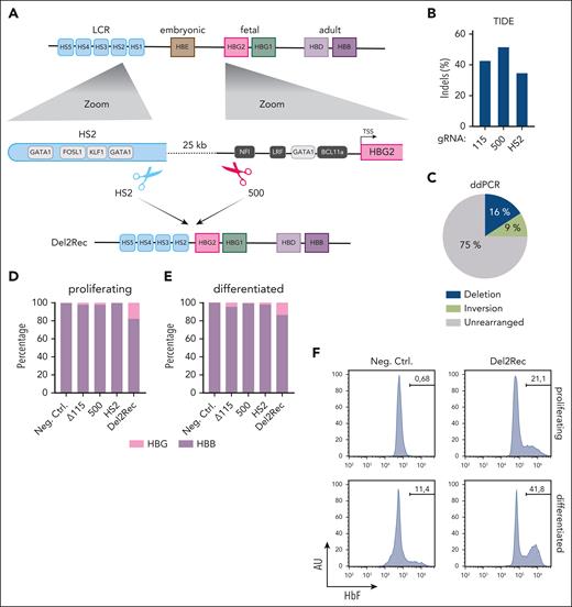 Linear recruitment of the LCR reactivates fetal globin in HUDEP-2 cells. (A) A schematic representation of the HBB locus on chromosome 11 depicting the hypersensitive sites of the LCR (light blue), HBE (brown), HBG2 (pink), HBG1 (green), HBD (light purple), and HBB (dark purple) genes. Below (left) is a zoom-in on HS2 showing the most relevant transcription factor binding site (TF-BS) (gray) and the binding site of gRNA-HS2. On the right side, a zoom-in on the HBG2 promoter with the most relevant TF-BS (gray) and position of gRNA_500. At the bottom, the 25-kb deletion (Del2Rec) is shown that was generated by the combination of gRNA_500 and gRNA-HS2. (B) Frequency of indels as measured by the TIDE analysis for Δ115, 500, and HS2 gRNAs in single-gRNA transfected samples. (C) Frequency of the 25-kb deletion (blue), inversion (lime green), and the unmodified iteration (gray) as measured by ddPCR in the Del2Rec condition. (D) RT-qPCR analysis of the HBB and HBG messenger RNA (mRNA) levels in proliferating (day 0) cells. The HBB and HBG mRNA expression was normalized to actin mRNA and is displayed as a percentage of HBB plus HBG. (E) Same as in panel D but for cells differentiated for 10 days. (F) Flow cytometry plots showing the percentage of HbF-positive cells in proliferation (top row) and after 10 days of differentiation (bottom row). AU, arbitrary units; Ctrl., control; LRF, leukemia/lymphoma-related factor; Neg., negative; NFI, nuclear factor I.