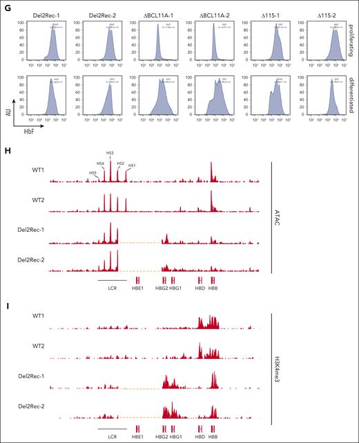 Del2Rec clonal HUDEP-2 cell lines give insight into the HBG reactivation mechanism. (A) The RT-qPCR analysis of HBG mRNA levels in proliferating (left, steel blue bars) and 10-day differentiated (right, gray bars) clonal cell lines. Expression was normalized to actin mRNA and fold-change was calculated over proliferating control cells. (B) Same as in panel A but fold-change of HBB mRNA. (C) RT-qPCR analysis of the HBB, HBG1, and HBG2 mRNA levels in proliferating clonal cell lines. HBB, HBG1, and HBG2 mRNA expression was normalized to actin and displayed as a percentage of HBB + HBG1 + HBG2. (D) Same as panel C but the cells were differentiated for 10 days. (E) Schematic representation of the primers used in the RT-qPCR analysis of the HBG transcripts (top). The fold-change, normalized for primer efficiency based on DNA amplification with HBG2 exon 2 set to 1, shown in arbitrary units for a ΔBCL11A clone and 2 Del2Rec deletion clones (bottom). (F) HbF of 2 clonal Del2Rec deletion cell lines, as measured by HPLC. The percentage of HbF calculated over the total Hb tetramers. (G) Representative flow cytometry plots showing the percentage of HbF positive cells in proliferating clonal cell lines (top row) and after 10 days of differentiation (bottom row). (H) The ATAC-seq tracks of the HBB gene cluster in differentiated (10 days) WT HUDEP-2 cells and 2 Del2Rec clones. The horizontal dashed lines indicate the deletion generated in Del2Rec clones. The signal was scaled to the genome-wide TSS signal. Max scales were set to the highest scaled signal in the HBB locus. (I) H3K4me3 CUT&RUN tracks of the HBB gene cluster in 2 differentiated WT HUDEP-2 samples and 2 Del2Rec clones. The horizontal dashed lines indicate the deletion generated in Del2Rec clones. Scaling is based on the average coverage at the HBA locus. WT, wild-type.