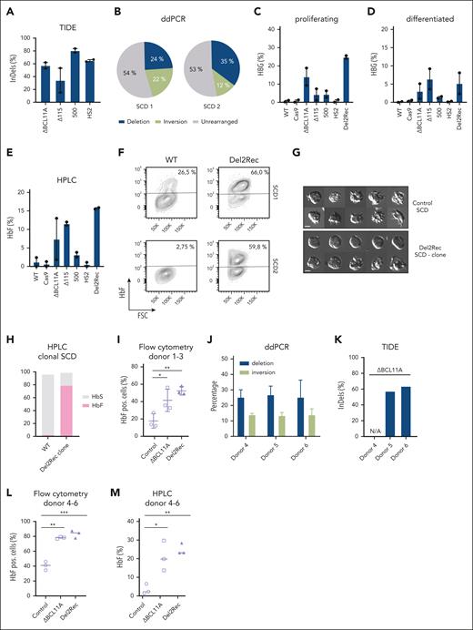 Linear recruitment of the LCR reactivates fetal globin in immortalized cell lines derived from patients with SCD and HSPCs. (A) The frequency of indels, as measured by TIDE analysis, for ΔBCL11A (gRNA1617), Δ115, 500, and HS2 gRNAs in single-gRNA transfected samples in 2 SCD cell lines shown as average ± standard error of the mean (SEM). (B) Frequency of the 25-kb deletion (blue), inversion (lime green), and unmodified (gray) iteration as measured by ddPCR in Del2Rec cells. (C) RT-qPCR analysis of HBG mRNA levels in proliferating cells, displayed as the average ± SEM in percentage of the total HBB + HBG mRNA. (D) Same as in panel C but for cells differentiated for 4 days. (E) HbF of 2 Rotterdam erythroblast (REB)–SCD cell lines, as measured by HPLC, shown as the average ± SEM. It was calculated as the percentage of HbF over the total Hb tetramers. (F) Flow cytometry plots showing the percentage of HbF positive cells in 2 REB-SCD cell lines. Note that SCD1 shows relatively high baseline HbF levels. (G) Representative images of SCD cells under hypoxic conditions of a WT clone (top) and homozygous Del2Rec SCD clone (bottom). (H) HPLC analysis results of a homozygous SCD Del2Rec clone, calculated as the percentage of HbF (pink) and HbS (gray) over the total Hb tetramers. (I) Graph showing the percentage of HbF-positive cells of donors 1 to 3, as measured by flow cytometry. Error bars show the standard deviation (SD) of the triplicate samples. (J) Frequency of the 25-kb deletion (blue) and inversion (lime green) measured by ddPCR on Del2Rec transfected cells. The values were calculated as an average of 2 measurements from genomic DNA isolated from donors 4 to 6. The error bars represent the SD. (K) Frequency of indels, as measured by TIDE analysis, for ΔBCL11A (gRNA1617) of donors 4 to 6. (L) Percentage of F cells plotted as averages of 3 donors after 12 days of differentiation. A 1-way analysis of variance and Tukey’s post hoc test was used to calculated statistics. (M) HbF of donors 3 to 6 measured by HPLC 3 days after differentiation in control, ΔBCL11A, and Del2Rec conditions. We calculated the percentage of HbF over the total Hb tetramers. ∗P < .05; ∗∗P < .01; ∗∗∗P < .001. ns, nonsignificant; WT, wild-type.