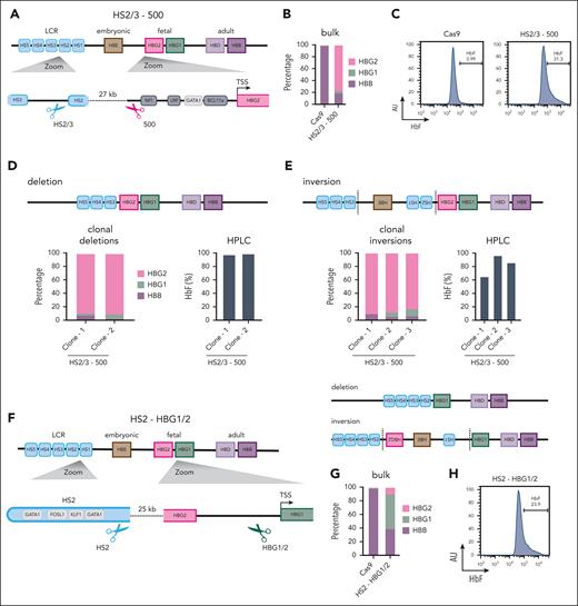 Inversion of intervening sequence can also reactivate silenced genes. (A) A schematic representation of the HBB locus on chromosome 11 depicting the hypersensitive sites of the LCR (light blue), HBE (brown), HBG2 (pink), HBG1 (green), HBD (light purple), and HBB (dark purple) genes. Below (left) is a zoom-in on HS2 and HS3 showing the position of gRNA-HS2/3. On the right side, a zoom-in on the HBG2 promoter with the most relevant TF-BS (gray) and position of gRNA_500. At the bottom, the 27-kb deletion generated by the combination of gRNA_500 and gRNA-HS2/3. Below, a representation of the inversion generated by the same gRNAs. (B) RT-qPCR analysis of HBB, HBG1, and HBG2 mRNA levels in proliferating bulk cell populations. HBB, HBG1, and HBG2 mRNA expression was normalized to actin and is displayed as the percentage of HBB + HBG1 + HBG2. WT is the parental lentiviral Cas9-expressing cell line without gRNAs. (C) Flow cytometry plots showing the percentage of HbF-positive cells in proliferating bulk cell populations. (D) On the left side, RT-qPCR analysis of HBB, HBG1, and HBG2 mRNA levels in 2 proliferating heterozygous deletion clones. HBB, HBG1, and HBG2 mRNA expression was normalized to actin and displayed as a percentage of HBB + HBG1 + HBG2. On the right side, HbF of 2 clonal cell lines as measured by HPLC. Percentage of HbF calculated over the total Hb tetramers. (E) Same as panel D but for 3 HS2/3-500 inversion clones. (F) Same as panel A but a schematic representation of the gRNAs HS2 and HBG1/2, cutting between HBG1 and HBG2. (G) RT-qPCR analysis of the HBB, HBG1, and HBG2 mRNA levels in proliferating bulk cell populations. HBB, HBG1, and HBG2 mRNA expression was normalized to actin and displayed as a percentage of HBB + HBG1 + HBG2. (H) Flow cytometry plot showing the percentage of HbF-positive cells in proliferating bulk cell population.