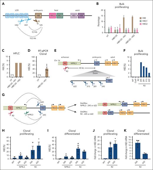 Linear recruitment enhancer reactivates embryonic genes in HUDEP-2 cells. (A) Schematic overview of the HBB locus on chromosome 11. The scissors indicate the binding site of the promoter that targeted gRNA (brown) with 125 bp distance to TSS and at HS1 or HS2 (light blue). (B) RT-qPCR analysis of HBE (brown), HBG1 (green), and HBG2 (pink) of transduced, bulk-proliferating cells. The mRNA levels were normalized to actin mRNA and were displayed as a percentage of HBB + HBE + HBG1/2. (C) HbE of bulk HBE125-HS1 or HS2 as measured by HPLC 3 days after differentiation. We calculated the percentage of HbF over the total Hb tetramers. (D) RT-qPCR analysis of HBE for untransduced (UT) and 5 average heterozygous HBE125-HS1 deletion clones. The mRNA levels were normalized to actin mRNA and displayed as a percentage (± SEM) of HBB + HBE + HBG1/2. (E) Schematic overview of the HBA locus on chromosome 16 depicting the R2 enhancer (red), HBZ (blue), HBA1/2 (orange), and NPRL3 (lime green) genes. The red scissors displays the gRNA at the R2 enhancer. Below that is a zoom-in on HBZ showing the binding sites of the 4 gRNAs (blue scissors) with the distance to the HBZ TSS. (F) RT-qPCR analysis of the HBZ mRNA levels in proliferating (day 0) bulk nucleofected HUDEP-2 cells that recruited R2 to different distances from the HBZ TSS. The HBZ mRNA expression was normalized to actin mRNA and is displayed as a percentage HBZ of HBA plus HBZ. (G) A schematic representation of deletions performed in the HBA locus. Two gRNAs at the HBZ promoter were either combined with a gRNA at the R2 enhancer or 490 bp upstream of the NPRL3 TSS. The dashed lines represent deletions obtained upon treatment with the 2 indicated gRNAs. (H) Same as panel F, but the RT-qPCR was performed in heterozygous-deleted HUDEP-2 lentivirus-transduced clonal cell lines. Average of 2× WT cell lines derived in the same experiment and clonal outgrowth that was genetically unrearranged. The percentages displayed as averages ± SEM of 2 to 3 clones. (I) Same as panel H but for clones differentiated for 3 days. (J) RT-qPCR results of R2-HBZ deletion clones, normalized to the HBZ levels in proliferating cells (± SEM). (K) Same as panel J but in differentiated cells, normalized to proliferating conditions.