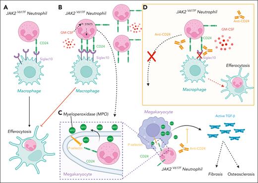 Upregulation of CD24 inhibits the clearance of senescent JAK2V617F neutrophils, which interact with megakaryocytes to induce a myelofibrosis and an osteosclerosis. (A-B) JAK2V617F neutrophils express low levels of CD24 at baseline (A), but JAK2V617F increases GM-CSF levels, which, in turn, upregulates CD24 (B). (B) These increased levels of CD24 inhibit the process of efferocytosis by macrophages and thereby the clearance of senescent neutrophils that accumulate in JAK2V617F MPN. (C) These senescent neutrophils interact with megakaryocytes through the binding of CD24 on P-selectin located on demarcation membranes (emperipolesis). This interaction activates TGF-β1 through enzymes such as myeloperoxidase, which induces bone marrow fibrosis and osteosclerosis by activating myofibroblasts and osteoblasts. (D) Anti-CD24 blocking antibodies reverse the process.