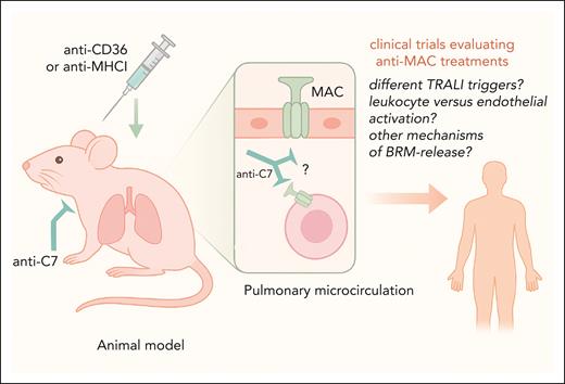 Anti-C7 antibody blocks MAC formation and prevents TRALI in mice. In a murine model of TRALI, triggered with either anti-CD36 or anti-MHC I antibodies, pretreatment with a monoclonal anti-C7 antibody inhibits MAC formation. This work sets the stage for future development of complement-based therapeutic strategies targeting C7, which could be assessed in further clinical trials, but several issues will have to be considered, including the different potential triggers inducing TRALI, targeted cells (that is, endothelial cells vs leukocytes), and other mechanisms leading to BRM release.