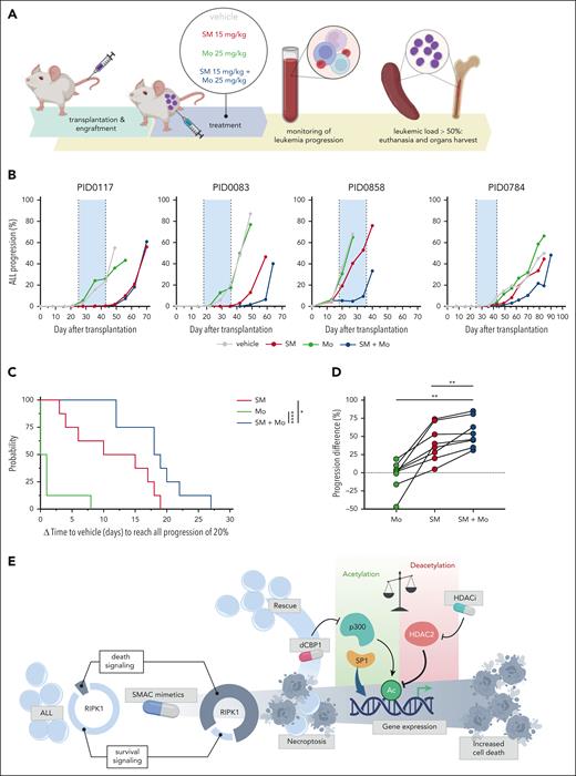 SM and HDACi cooperate to delay leukemia progression in vivo. (A) Schematic representation of experimental setup. (B) Representative examples of leukemia progression dynamics during treatment of 4 PDXs. Shaded in blue is the treatment window. (C) Time elapse (in days) to reach ALL progression of 20% in peripheral blood, calculated between treated mouse and the respective control (vehicle) for each PDX (vehicle – treatment). A log-rank (Mantel-Cox) test revealing significant differences in progression for mice treated with the single agents vs combinatorial treatment. (D) ALL-progression difference, indicating the difference in leukemia percent (in peripheral blood) calculated between control mouse and treated mouse (vehicle – treatment) at the end point of control mice, relative to each PDX. Same treatment conditions are plotted together. The Wilcoxon matched-pairs signed rank test revealing significant differences in progression for mice treated with the single agents vs combinatorial treatment. Median is depicted. Leukemia percent is calculated based on hCD19+ cells over the total lymphocyte population (hCD19+ + mCD45+). Gray, vehicle; red, birinapant; green, Mo; blue, combination. SM, birinapant 15 mg/kg; Mo, 25 mg/kg; SM + Mo, birinapant 15 mg/kg + Mo 25 mg/kg. Eight PDXs are included. ∗P ≤ .05; ∗∗P ≤ .01; ∗∗∗∗P ≤ .0001. (E) Graphical representation of the proposed mechanism of transcriptional regulation of SM-induced cell death in ALL.