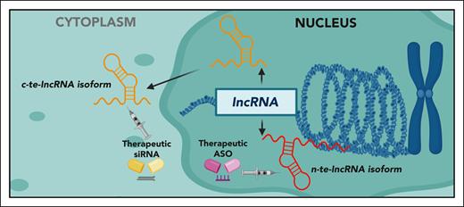Expression of nuclear and cytoplasmic essential lncRNA isoforms in MM cell. RNA-based therapeutic strategies, such as the use of ASOs targeting nuclear (n) te-lncRNA isoforms or siRNAs targeting cytosolic (c) te-lncRNA isoforms, have the potential to induce antiproliferative effects in MM cells. Figure created with BioRender.com.