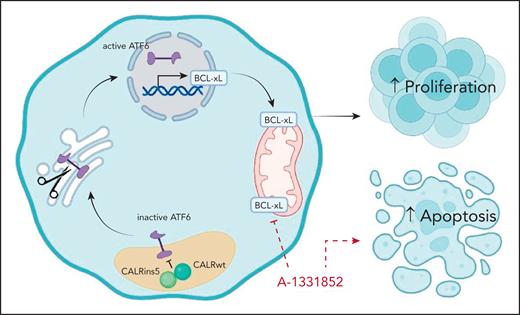 CALRins5 drives ATF6 activation and BCL-xL–mediated cell survival in MPNs. In CALRins5-mutant cells, CALRins5 disrupts the chaperone function of wild-type CALR, leading to activation of the ATF6 pathway. Active ATF6 translocates to the nucleus and induces the transcription of prosurvival genes, including BCL-xL. Elevated BCL-xL expression promotes cell survival and proliferation while inhibiting apoptosis. The BCL-xL–specific inhibitor A-1331852 disrupts this ATF6/BCL-xL axis, restoring apoptotic sensitivity in CALRins5-mutant MPNs. Figure created with BioRender.com. He, F. (2025) https://BioRender.com/obwugjo.