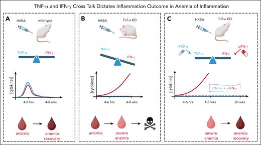 TNF-α and IFN-γ cross talk dictates inflammation outcome in AI. (A) In wild-type mice, HKBA injection triggers an acute upregulation of TNF-α and IFN-γ, which resolves over time. Anemia typically recovers within 4 to 8 weeks. (B) In Tnf-α KO mice, HKBA injection causes a sustained increase in IFN-γ levels, leading to a cascade of detrimental effects including severe anemia, bone marrow failure, and ultimately death. (C) Combined treatment with rTNF-α and aIFN-γ fully rescues the lethality induced by HKBA injection in Tnf-α KO mice. aIFN-γ, anti–IFN-γ antibody. The figure was prepared with the help of Francesca Carlomagno (Federico II University, Naples, Italy) using BioRender.com.