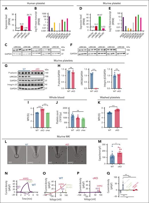 LRRC8 proteins are highly expressed in platelets, functionally encode VRAC in MKs, and regulate platelet volume. (A,D) LRRC8 mRNA transcript expression in human (A) and mouse (D) platelets. (B,E) LRRC8 mRNA transcript expression compared with transcripts for ANO6 (TMEM16F), TRPV4, Piezo1, and Piezo2 in human (B) and mouse (E) platelets (data in panels A-B,D-E are from Rowley et al48; supplemental Table 4). (C,F) Western blot showing LRRC8 subunit protein expression of human (n = 3) (C) and WT C57BL/6N mouse (n = 3) (F) platelets. (G-H) Western blot detecting P-selectin, LRRC8A, integrin β3, and GAPDH in platelets isolated from Lrrc8afl/fl (WT, n = 4) and Pf4-Cre;Lrrc8afl/fl (cKO, n = 4) mice (G), with densitometric quantification (H). (I-J) MPV in whole blood from WT (n = 8), cKO (n = 8), and cHets (Pf4-Cre;Lrrc8afl/+, n = 3) (I), with corresponding platelet counts (J). (K) MPVs of washed platelets isolated from WT (n = 35) and cKO (n = 31) mice. (L) Representative images of perforated patch-clamped freshly isolated MKs from WT or cKO mice, under ISO and HYPO conditions. (M) Cell capacitances of MKs isolated from WT (n = 14) and cKO mice (n = 10). (N) VRAC current-time relationship of WT MK cell induced by HYPO (210 mOsm) swelling, and subsequent inhibition upon application of 10 μM SN-401 (DCPIB). (O-P) VRAC current-voltage relationship after HYPO swelling during voltage ramps from −100 mV to +100 mV in MKs isolated from WT ± SN-401 (O) and cKO (P) mice. (Q) Mean outward (+100 mV) and inward (−100 mV) current densities measured in WT MKs after HYPO stimulation in the presence (green, n = 6) or absence (gray, n = 6) of 10 μM SN-401, or in cKO MKs after HYPO stimulation (red, n = 9). Data are represented as mean ± standard error of the mean (SEM). Statistical significance was determined by unpaired t test for panels H,K,M, Q; and by ordinary 1-way analysis of variance (ANOVA) with the Tukey multiple comparisons test for panels I-J. ∗P < .05; ∗∗P < .01; ∗∗∗P < .001. cHet, heterozygous control; GAPDH, glyceraldehyde-3-phosphate dehydrogenase; HYPO, hypotonic; ISO, isotonic; ns, not significant; RPKM, reads per kilobase million.