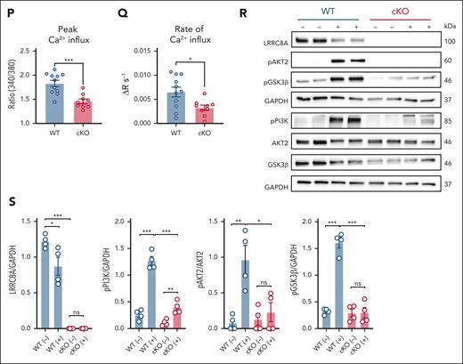 LRRC8A deletion impairs agonist-induced platelet adhesion, activation, aggregation, Ca2+ signaling, and PI3K-AKT-GSK3β signaling. (A-B) Adhesion of platelets to a fibrillar collagen-coated surface under shear (A, 650 s−1; B, 2600 s−1) conditions in whole blood isolated from Lrrc8afl/fl (WT, n = 4-6) and Pf4-Cre;Lrrc8afl/fl (cKO, n = 4-5) mice. (C-D) P-selectin exposure (C) and JonA binding to activated αIIbb3 integrin (D) as measured by flow cytometry of platelets isolated from WT and cKO mice and stimulated with thrombin (Thr; 0.03 U/mL; n = 6 per group), CRP (0.2 μg/mL; n = 3), or the calcium ionophore A23187 (0.5 μM; n = 6 per group). (E-I) Aggregation of platelets isolated from WT and cKO mice stimulated with Thr (0.05 U/mL, n = 7 per group) (E), ADP (ADP, 10-20 μM; fibrinogen, 30 μg/mL; n = 6 per group) (F), CRP (0.05-0.15 μg/mL; n = 7 per group) (G), U46619 (0.5-0.8 μM; n = 6 per group) (H), and calcium ionophore A23187 (1 μM; n = 3 per group) (I). Concurrent ATP release from platelets treated with Thr (J), CRP (K), and U46619 (L). AUC of ATP release (M). Representative traces for aggregation and ATP release are provided in supplemental Figure 5. (N) Intracellular ATP content in platelets isolated from WT (n = 7) and cKO (n = 8) mice. (O-Q) Cytosolic Ca2+ measured using the ratiometric dye Fura-2 in platelets isolated from WT (n = 11) and cKO (n = 9) mice stimulated with Thr (0.02 U/mL) for 10 minutes (O), with corresponding measurements of peak Ca2+ (P) and rate of Ca2+ rise (Q). (R-S) Western blots detecting LRRC8A; pPI3KTyr458; pAKT2Ser474; AKT2; pGSK3βSer9; GSK3β; and GAPDH in platelets from WT and cKO mice after stimulation with PAR4-AP (400 μM) for 5 minutes during aggregometry (R), with densitometric quantification (S). Data are represented as mean ± SEM. Statistical significance was determined by unpaired t test for panels A-L,N,P,Q,S; and by 2-way ANOVA for panel O. For panel M, statistical significance was determined by unpaired t test (Thr) or Mann-Whitney U test (CRP and U46619). ∗P < .05; ∗∗P < .01; ∗∗∗P < .001. Thr used in panels C-E,J,M was sourced from Sigma-Aldrich (St. Louis, MO), whereas Thr used in panels O-Q was sourced from the Chrono-Log Corporation (Havertown, PA). a.u., arbitrary units; AUC, area under curve; GSK3β, glycogen synthase kinase-3β; pAKT2, phosphorylated AKT2; pGSK3β, phosphorylated glycogen synthase kinase-3β; pPI3K, phosphorylated PI3K; ROI, region of interest.