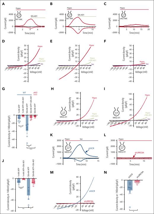 MK LRRC8 channels permeate ATP. (A-C) Current-time relationship of inward IATP (ATP efflux) and outward VRAC in MKs isolated from Lrrc8afl/fl (WT) mice induced by HYPO (210 mOsm) swelling with an intracellular ATP concentration of 1 mM (A) or 50 mM (B) followed by application of 10 μM SN-401 (DCPIB), and in MKs isolated from Pf4-Cre;Lrrc8afl/fl (cKO) mice (C) with an intracellular ATP concentration of 50 mM. The inward component of the current represents IATP generated from ATP efflux. (D-F) Respective current-voltage relationships of inward IATP (ATP efflux) and outward VRAC elicited from voltage ramps from −140 mV to +80 mV. (G) Mean current densities of inward IATP (ATP efflux) at −140 mV in MKs isolated from WT mice after HYPO swelling, with an intracellular concentration of 1 mM ATP (n = 7) or 50 mM ATP (n = 6), and inhibition of ATP efflux by 10 μM SN-401 (n = 7 for 1 mM ATP + SN-401; n = 6 for 50 mM ATP + SN-401), and mean current densities of inward IATP in MKs isolated from cKO mice after HYPO swelling, with an intracellular concentration of 50 mM ATP (n = 7). (H-I) Current-voltage relationship of inward IATP (ATP efflux) and outward VRAC in MEG-01 cells elicited from voltage ramps from −140 mV to +80 mV before and after HYPO swelling with an intracellular ATP concentration of 1 mM (H) or 50 mM (I), followed by application of 10 μM SN-401 (DCPIB). The inward component of the current represents IATP generated from ATP efflux. (J) Mean current densities of inward IATP (ATP efflux) in MEG-01 cells at −140 mV after HYPO swelling, with an intracellular concentration of 1 mM ATP (n = 5) or 50 mM ATP (n = 4), and inhibition of ATP efflux by 10 μM SN-401 (n = 5 for 1 mM ATP + SN-401; n = 4 for 50 mM ATP + SN-401). (K-L) Current-time relationship of inward IATP and outward VRAC induced by HYPO (210 mOsm) swelling in MEG-01 cells transduced with adenoviral shSCR (K) or shLRRC8A (L). (M) Current-voltage relationship of inward IATP (ATP efflux) and outward VRAC during voltage ramps from −140 mV to +80 mV after HYPO swelling in MEG-01 cells treated with either shSCR or shLRRC8A. (N) Mean current densities of inward IATP (ATP efflux) in MEG-01 cells treated with shSCR (n = 7) or shLRRC8A (n = 7) at −140 mV after HYPO swelling. Data are represented as mean ± SEM. Statistical significance was determined by unpaired t test for panels G,J,N. ∗P < .05; ∗∗P < .01; ∗∗∗P < .001. shLRRC8A, short hairpin RNA–targeting LRRC8A; shSCR, short hairpin control.