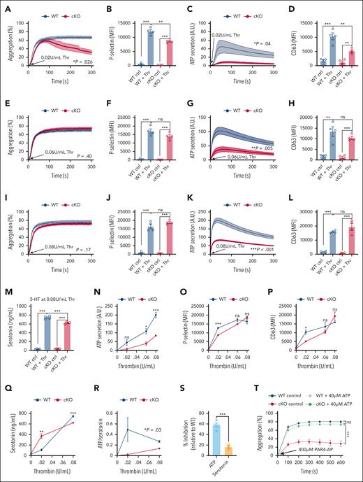 LRRC8A deletion impairs ATP release despite preserved dense granule secretion. (A-L) Aggregation (A,E,I), P-selectin exposure (B,F,J), ATP release (C,G,K), and CD63 exposure (D,H,L) in platelets isolated from WT (n = 4) and cKO (n = 4) mice stimulated with 0.02 U/mL (A-D), 0.06 U/mL (E-H) and 0.08 U/mL (I-L) Thr. (M) Serotonin secretion from platelets isolated from WT (n = 4) and cKO (n = 4) mice stimulated with 0.08 U/mL Thr. (N) Summary of ATP release from platelets isolated from WT and cKO mice stimulated with 0.02 to 0.08 U/mL Thr (n = 4 for all groups). (O) Summary of P-selectin exposure in platelets isolated from WT and cKO mice stimulated with 0.02 to 0.08 U/mL Thr (n = 4 for all groups). (P) Summary of CD63 expression in platelets isolated from WT and cKO mice stimulated with 0.02 to 0.08 U/mL Thr (n = 4 for all groups). (Q) Summary of serotonin secretion from platelets isolated from WT and cKO mice stimulated with 0.02 to 0.08 U/mL Thr (n = 4 for all groups). (R) ATP-to-serotonin ratios for platelets isolated from WT and cKO mice stimulated with 0.02 to 0.08 U/mL Thr (n = 4 for all groups). (S) Inhibition of ATP and serotonin secretion from platelets isolated from cKO mice stimulated with 0.08 U/mL Thr (n = 4 for all groups) relative to ATP and serotonin secretion from platelets isolated from WT mice also treated with 0.08 U/mL Thr. (T) Aggregometry of platelets isolated from WT and cKO mice stimulated with 400 μM PAR4-AP only (n = 5 for WT; n = 5 for cKO), or with 400 μM PAR4-AP in the presence of 40 μM ATP (n = 4 for WT; n = 4 for cKO). Data are represented as mean ± SEM. Statistical significance was determined by unpaired t test for panels B,D,F,H,J,L-Q,S; and by 2-way ANOVA for panels A,C,E,G,I,K,R,T. ∗P < .05; ∗∗P < .01; ∗∗∗P < .001. Thr used in this experiment was sourced from the Chrono-Log Corporation. Data for panels G,K were calculated based on extrapolation as described in supplemental Methods and shown in supplemental Figure 7. Representative aggregometry traces for panels A,E,I, and ATP traces for panels C,G,K are also provided in supplemental Figure 7, and for panel T is provided in supplemental Figure 8. A.U., arbitrary units; ctrl, control; MFI, mean fluorescence intensity; ns, not significant.