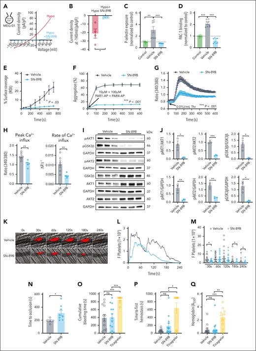 LRRC8 channel inhibitor SN-89B suppresses agonist-induced platelet activation, aggregation, PI3K-AKT-GSK3β signaling, and in vivo thrombosis. (A-B) Current-voltage relationship of inward IATP (ATP efflux) and outward VRAC during voltage ramps from −140 mV to +80 mV in MEG-01 cells after HYPO swelling in the absence or presence of 10 μM SN-89B (A); mean current densities of inward IATP at −140 mV (n = 4) (B). (C-D) P-selectin exposure (C) and PAC-1 binding to activated αIIbb3 integrin (D) as measured by flow cytometry of human platelets stimulated with PAR1-AP and PAR4-AP (10 μM and 100 μM, respectively) in the presence of vehicle (0.02% DMSO) or SN-89B (10 μM). Each sample was normalized to the average of unstimulated controls (n = 8 for all groups, isolated from 2 healthy volunteers). (E) Adhesion of platelets in reconstituted blood (platelets + red blood cells) to a von Willebrand factor–coated surface under shear (1800 s−1) conditions in the presence of vehicle (0.02% DMSO) or 10 μM SN-89B (n = 3 for both groups, isolated from 3 healthy volunteers), as determined by fluorescence microscopy. (F) Aggregometry of human platelets stimulated with PAR1-AP and PAR4-AP (10 μM and 100 μM, respectively) in the presence of vehicle (0.02% DMSO; n = 6; isolated from 1 healthy volunteer) or SN-89B (10 μM; n = 4; isolated from 1 healthy volunteer). Representative traces are provided in supplemental Figure 14. (G-H) Cytosolic calcium measured using the ratiometric dye Fura-2 in human platelets stimulated with Thr (0.01 U/mL) in the presence of vehicle (0.02% DMSO) or 10 μM SN-89B (n = 6 for both groups, isolated from 1 healthy volunteer) (G), with corresponding measurements of peak Ca2+ and rate of Ca2+ rise (H). (I-J) Western blots detecting pAKT1Ser473; AKT1; pAKT2Ser474; AKT2; pGSK3βSer9; GSK3β; and GAPDH in human platelets stimulated with PAR1-AP and PAR4-AP (10 μM and 100 μM, respectively), in the presence of vehicle (0.02% DMSO; n = 3; isolated from 1 healthy volunteer) or SN-89B (10 μM, n = 3, isolated from 1 healthy volunteer) (I), with densitometric quantification of pAKT1, pAKT2 and pGSK-3β normalized to their respective unphosphorylated forms and GAPDH (J). (K-M) Thrombosis in the cremasteric arterioles of WT mice treated with 50 mg/kg SN-89B (n = 5) or vehicle (n = 5) after laser-induced injury as observed by real-time confocal intravital microscopy (red, DyLight 649 anti-CD42C) (K) with median time course (L) and quantification of the fluorescent reporter at 30, 60, 120, 180, and 240 seconds after injury (M) (n = 36 for vehicle; n = 38 for SN-89B). (N) Time to occlusion of the carotid artery of WT C57BL/6J mice treated with 50 mg/kg SN-89B (n = 8) or vehicle (n = 5) after FeCl3-induced injury. (O-Q) Cumulative bleeding times (O) and times taken for bleeding to cease for the first time (before any rebleeding) (P) after tail tip amputation of WT C57BL/6J mice treated with vehicle (n = 13), 50 mg/kg SN-89B (n = 13), or 30 mg/kg ticagrelor (n = 10), with corresponding hemoglobin concentrations of red blood cell lysates collected during the assay (Q). Data in panel L are represented as median, whereas data in panel M are represented as mean only. All other data are represented as mean ± SEM. Statistical significance was determined by the unpaired t test for panels B-D,H,J,N,P-Q; the Mann-Whitney U test for panel M; and by the 2-way ANOVA for panels E-G. Statistical significance for panel O was determined by the unpaired t test (vehicle compared with SN-89B) or the Mann-Whitney U test (ticagrelor compared to vehicle and SN-89B). ∗P < .05; ∗∗P < .01; ∗∗∗P < .001. Thr used in this experiment was sourced from the Chrono-Log Corporation. F platelets, platelet fluorescence; ns, not significant; ROI, region of interest.