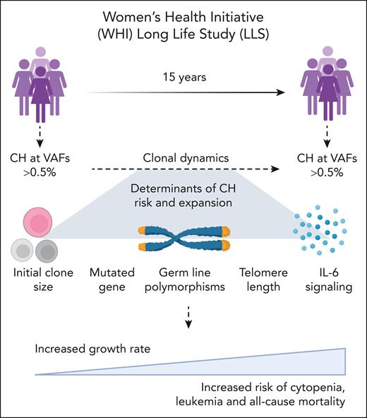Factors impacting rate of CH clonal expansion. Participants in the Women’s Health Initiative were screened for CH at baseline and after 15 years using sequencing with minimal VAF of 0.5%. Rate of expansion correlated with increased risk of cytopenia, leukemia, and all-cause mortality. Important determinants of expansion included initial clone size, gene mutated, germ line polymorphisms, TL, and IL-6 signaling.
