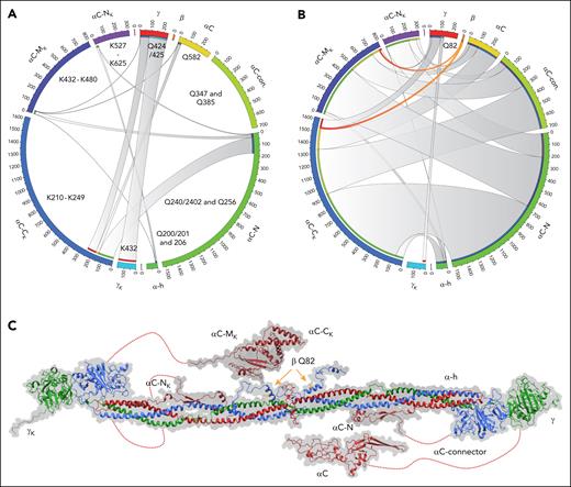 Chord diagram shows the cross-linking profile of fibrin clots. (A) Clots formed from healthy controls. Schematic representation of the FGG (red), FGB (orange), and FGA Q sites (yellow to green) found in cross-links (starting at the top of the circle and moving clockwise). Schematic representation of the FGG and FGA N- to C-terminal K sites (light blue to pink) (from the bottom clockwise to top). The length of the outer arc (forming the circle) is based on the maximum number of cross-link identifications across the patient samples scaled to the maximum number across patients with trauma and controls. The chord shows connectivity of Q sites (right half) to K sites (left half), and widths are based on the number of cross-links. The inner arc matches the color of the corresponding site of connectivity. (B) Clots formed from banked trauma plasma. (C) Structure of fibrinogen (PDB 3GHG) with the αC, β N-termini, and γA C-termini regions modeled. Relative position of cross-linked lysine (K) domains (matching panels A-B) shown for the 3 chains on the left half of fibrinogen and glutamine (Q) domains on the right half.