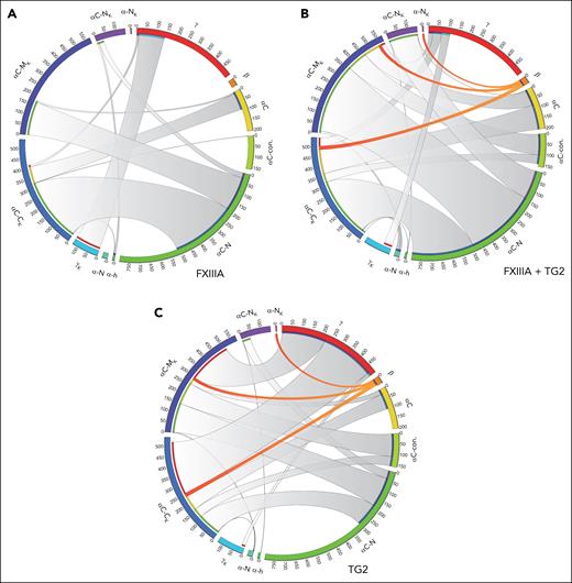Chord diagram shows the cross-linking profile of in vitro fibrin clots formed with FXIIIA and TG2. (A) Cross-linking pattern of FIB1 with copurified FXIIIA. Schematic representation of the FGG (red), FGB (orange), and FGA Q sites (yellow to green) found in cross-links (starting at the top of the circle and moving clockwise). Schematic representation of the FGG and FGA N- to C-terminal K sites (light blue to pink) (from the bottom clockwise to top). The length of the outer arc is kept constant and is based on the maximum number of cross-links observed at that site across conditions. The chord widths are based on the number of cross-links. (B) Cross-linking pattern of FIB with copurified FXIIIA and human TG2. (C) Cross-linking pattern of FXIIIA-free FIB (peak 1) with human TG2.