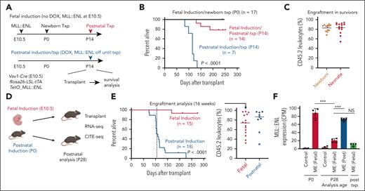 Fetal MLL::ENL (ME) induction conveys heritable protection against leukemogenesis. (A) Summary of experimental design for ME induction and transplantation experiments. (B) Kaplan-Meier survival curves for recipient mice transplanted with 300 000 P0 liver cells or 500 LSK cells after ME induction at E10.5 or P14. (C) Donor (CD45.2) leukocyte engraftment in surviving recipient mice at 8 months after transplantation. (D) Summary of experimental design for panels E-F and for CITE-seq experiments in Figure 2. (E) Kaplan-Meier survival curves and 16-week donor chimerism for recipient mice after ME induction at E10.5 or P0, and transplantation at P28. (F) ME transgene expression (CPM) based on RNA sequencing. n = 4 biological replicates per group, ∗∗∗P < .001 by 1-way analysis of variance with Tukey’s post hoc test. For all survival curves, group sizes and P values are shown in the panels. P values were calculated by the log-rank test. CPM, counts per million; DOX, doxycycline; txp, transplant.