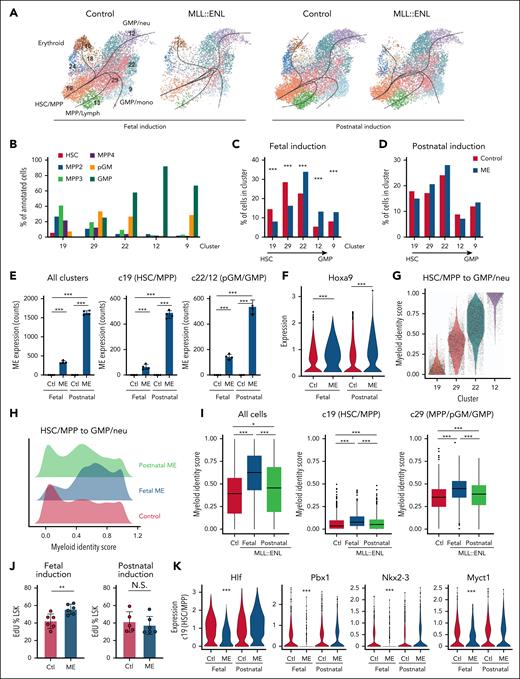 Fetal ME induction enhances postnatal myeloid priming. (A) UMAPs representing single-cell gene expression in P28 LK cells after fetal or postnatal ME induction. Controls reflect Cre– littermates. Black lines reflect differentiation trajectories as calculated by Slingshot. (B) Cell identities by cluster based on surface marker phenotypes. (C-D) Distribution of cells within indicated clusters of P28 LK progenitors following fetal or postnatal ME induction. ∗∗∗P < .001 by Wilcoxon signed-rank test. (E) MLL::ENL transgene expression in all clusters (left panel), HSC/MPP (c19, middle panel), and pGM/GMP (c12/22, right panel) based on alignment of the human MLL::ENL transcript in n = 4 pseudoreplicates. ∗∗∗P < .001 by Wilcoxon signed-rank test. (F) Hoxa9 expression in control and ME-expressing HSCs/MPPs (cluster 19), ∗∗∗P < .001 by Wilcoxon signed-rank test. (G) Quadratic programming-derived myeloid identity scores for clusters along the HSC/MPP to GMP-neu trajectory in P28 wild-type mice. (H) Histogram showing distribution of myeloid identity score in all cells along the HSC/MPP to GMP-neu trajectory after fetal or postnatal ME induction. (I) Distribution of myeloid identity score in all cells and immature myeloid progenitors (c19 and c29) after fetal or postnatal ME induction. ∗P < .05, ∗∗∗P < .001 by Wilcoxon signed-rank test. (J) EdU incorporation for P28 LSKs and GMPs following E10.5 ME induction. ∗∗P < .01 by Student t test. (K) Expression of self-renewal genes in HSCs/MPPs after fetal or postnatal ME induction. ∗∗∗P < .001 relative to age-matched control by Wilcoxon signed-rank test. Ctl, control; N.S., not significant; UMAP, uniform manifold approximation and projection.