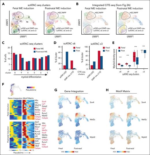 Fetal ME induction causes myeloid-biased gene expression without altering chromatin accessibility. (A) UMAP representing control and ME-expressing P28 LK cells based on scATAC-seq profiles. Clustering was performed in ArchR. (B) Cluster assignments based on inferred gene expression. The assignments follow the clustering nomenclature specified in Figure 2A. (C) Distribution of cells from fetal and postnatal ME induction groups within scATAC-seq clusters. (D) Inferred CITE-seq identities for cells within scATAC-seq clusters 3 and 6. (E) Myeloid identity scores, based on quadratic programming using integrated CITE-seq data, for cells within the indicated scATAC-seq clusters after fetal or postnatal ME induction. (F) Pseudotime analysis of transcription factors with concordant differential expression (based on integrated CITE-seq data) and motif accessibility (based on scATAC-seq) through the course of myeloid differentiation, after fetal or postnatal ME induction. Genes in red were identified in both cohorts. The trajectory is shown above the heat map. (G) Sox4, Mef2c, and Mybl2 transcript expression in individual cells, projected as heat maps on the UMAPs from panel A. Ranges of min/max expression are identical for fetal and postnatal induction cohorts for each gene. (H) Enrichment for SOX4, MEF2C, and MYBL2 motifs within individual cells, projected as heat maps. min, minimum; max, maximum; UMAP, uniform manifold approximation and projection.