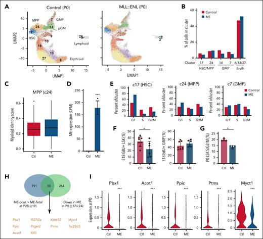 Fetal ME induction suppresses HSC/MPP proliferation during late gestation. (A) UMAP representing P0 LK cells, cluster identities, and annotation based on CITE-seq performed after fetal ME induction. (B) Cluster distributions from control and ME-expressing cohorts. (C) Myeloid identity scores for cells in MPP cluster 24, as calculated by quadratic programming. (D) MLL::ENL transgene expression in HSC cluster 17 based on n = 4 pseudoreplicates. ∗∗∗P < .001. (E) Percent of cells within HSC (c17), MPP (c24), and GMP (c7) clusters at indicated cell cycle phases based on single-cell gene expression. (F) EdU incorporation in E18 LSK and GMP cells. n = 8 mice for control and n = 6 mice for Tet-Off-ME samples, ∗P < .05 by 2-tailed Student t test. (G) Percent of P0 LSK cells in S/G2/M phase of the cell cycle. n = 4 per group, ∗P < .05 by 2-tailed Student t test. (H) Venn diagram indicating genes that are more highly expressed in HSC/MPP clusters after postnatal ME induction relative to fetal induction, and genes that are downregulated by ME at P0 after fetal induction. (I) Expression of a subset of genes from the overlap in panel H. ∗∗∗P < .001 based on Wilcoxon signed-rank test. Ctl, control; Eryth, erythroid; UMAP, uniform manifold approximation and projection.