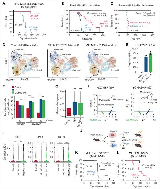 Mll3 sustains a leukemia-resistant state in myeloid-primed ME-expressing postnatal progenitors. (A) Kaplan-Meier survival curves for recipients of Tet-Off-ME; Mll3Δ/Δ P0 liver cells after fetal ME induction. (B-C) Kaplan-Meier survival curves for Tet-Off-ME; Mll3+/+ and Tet-Off-ME; Mll3+/− mice after fetal or postnatal ME induction. (D) UMAPs representing CITE-seq profiles for P28 LK cells from control, Tet-Off-ME; Mll3+/+, and Tet-Off-ME; Mll3Δ/Δ mice. Cluster annotations were assigned based on Symphony alignment to the data shown in Figure 2A. (E) MLL::ENL transgene expression in HSC/MPP cluster 19. (F) Percentages of cells for each genotype in clusters 19, 22, and 12. (G) Distribution of myeloid identity scores in all cells along the HSC/MPP to GMP/neu trajectory, as calculated by quadratic programming. ∗∗∗P < .001 by Wilcoxon signed-rank test. (H) Volcano plots showing normalized enrichment scores and false discovery rates for Hallmark gene sets, as calculated from 4 pseudoreplicates per genotype for the HSC/MPP and pGM/GMP populations. (I) Expression of Pbx1, Ppic, and Il11ra1 in HSC/MPP clusters at P28 after fetal ME induction. ∗∗∗P < .001 by Wilcoxon signed-rank test. (J) Approach to mutagenize Mll3 in HSCs/MPPs and GMPs from P28 Tet-Off-ME mice after postnatal induction. (K-L) Kaplan-Meier survival curves for recipients of Tet-Off-ME HSCs/MPPs (K) or GMPs (L) after targeted mutagenesis of an intragenic region on chromosome 8 or Mll3. For all survival curves, group sizes and P values are shown in the panels. P values are indicated and were calculated by the log-rank test. Ctl, control; CPM, counts per million; gRNA, guide RNA; NES, normalized enrichment score; UMAP, uniform manifold approximation and projection.