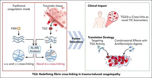 Cross-linking mass spectrometry analysis has revealed a novel fibrin cross-linking mechanism in trauma patients, driven by TG2 and characterized by unique β-α cross-links. Future efforts should focus on developing TG2/β-α cross-links as innovative biomarkers for TIC, alongside advancing therapeutic strategies targeting TG2. Figure created with biorender.com. Yao, Z. (2025) https://biorender.com/ieilul5.