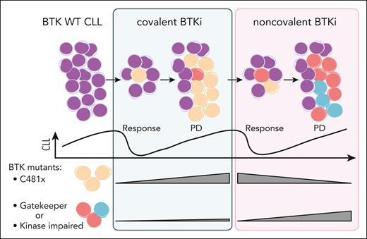 Changes in BTK clonal architecture under treatment with cBTKi followed by ncBTKi. CLL cells predominantly become resistant to cBTKi by acquiring mutations in C481 of BTK (yellow) that abrogate drug binding. ncBTKi can eliminate the C481 mutant clones. However, in patient subsets, minor subclones in the T474 gatekeeper residue or mutations affecting BTK function (red or blue) can occur under cBTKi. These non-C481 mutations can be clonally selected or newly acquired during ncBTKi treatment, leading to PD. WT, wild-type. Figure created with biorender.com. Jebaraj B. (2025) https://biorender.com/wj8ct2m.