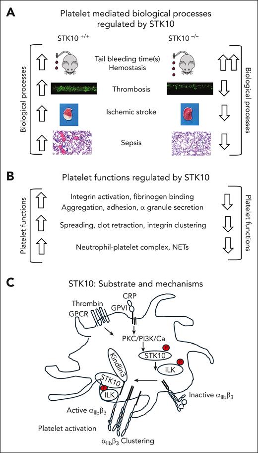 Key findings of Li et al on the role of STK10 in platelets. Role for STK10 in platelet-mediated biological processes (A) and platelet functions (B) along with signaling pathways that support STK phosphorylation, identification of the STK10 substrate, ILK, and potential mechanisms that support integrin activation (C). Studies were performed with platelet/megakaryocyte–specific deletion of STK10 mice (STK10−/−) and its flox/flox counterpart (STK10+/+). The representative figures shown in panel A are from the authors’ data in the accompanying article. Phosphorylated STK10 and ILK are shown with P in a red circle. ↑, increased; ↓, decreased. GPCR: G protein–coupled receptor; GPVI, glycoprotein VI receptor; PI3K, phosphatidylinositol 3-kinase.