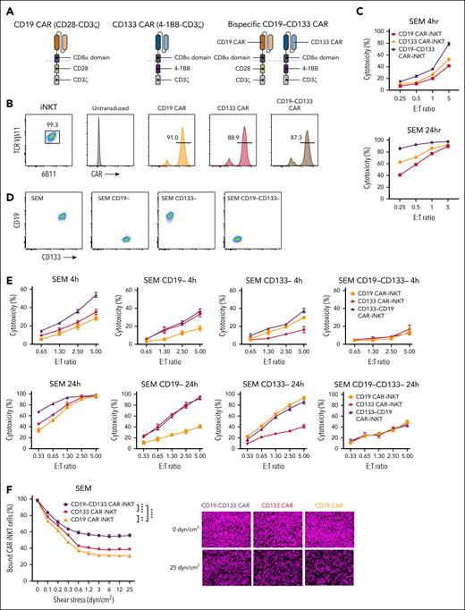 Design and in vitro validation of bispecific CD19-CD133 CAR-iNKT cells. (A) Design of CD19 and CD133 monospecific and CD19-CD133 bispecific CARs. (B) Flow cytometric analysis of highly pure, expanded iNKT cells, gated on CD3 and coexpressing invariant TCRVα24 (identified with the 6B11 mAb) and TCRVβ11, expressing the indicated CARs, as assessed by L-protein staining. (C) Cytotoxicity assay of indicated mono- and bispecific CAR-iNKT cells against SEM cells at 4 and 24 hours. Error bars represent standard deviation of triplicate assays. (D) Flow cytometric analysis of CD19 and CD133 expression in parental and gene-edited SEM leukemia cells. (E) Cytotoxicity assay of mono- and bispecific CAR-iNKT cells against the target cells shown in panel D. (F) Flow chamber avidity assay of indicated CAR-iNKT cells over a range of pressures (left), and representative images of CAR-iNKT cells bound to SEM cells at the beginning and end of the assay (right). Data are presented as the mean ± SEM of n = 3 experiments. ∗∗P < .01; ∗∗∗∗P < .0001, by 1-way analysis of variance (ANOVA).