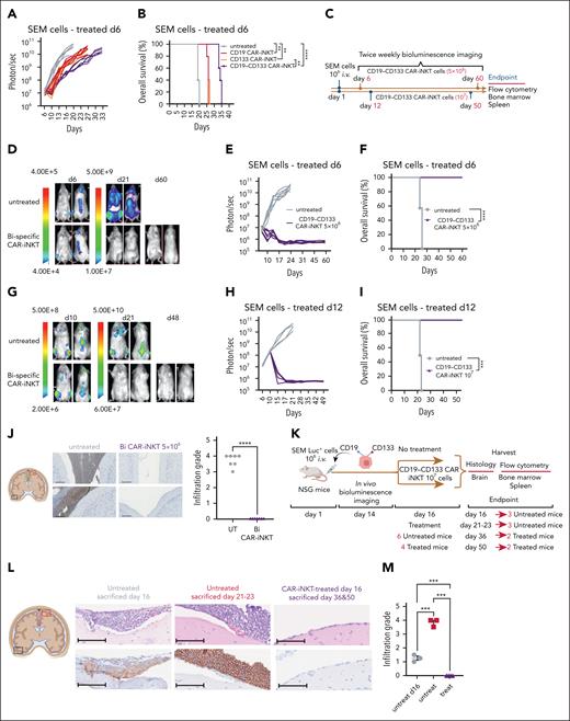 Eradication of medullary and meningeal KMT2Ar-ALL by bispecific CAR-iNKT cells. (A-B) Leukemia burden as assessed by bioluminescence imaging (BLI) and overall survival of SEM leukemia-bearing mice treated with 106 mono- or bispecific CAR-iNKT cells on day 6 after leukemia transfer. (C) Schematic of experiments shown in panels D-I. (D-F) Representative BLI images (D), leukemia burden (E), and overall survival (F) in mice treated with 5 × 106 bispecific CAR-iNKT cells 6 days after IV leukemia cell transfer (n = 7 mice per group). (G-I) Representative BLI images (G), leukemia burden (H), and overall survival (I) in mice treated with 107 bispecific CAR-iNKT cells 12 days after IV leukemia cell transfer (n = 5 mice per group). (B, F, I) Kaplan-Meier curves were plotted for overall survival, with differences assessed by log-rank test (n = 5-7 mice per group). ∗∗P < .01; ∗∗∗P < .001; ∗∗∗∗P < .0001. (J) Left: Coronal sections of representative mouse brains and immunohistochemistry from end of experiment untreated control and bispecific CAR-iNKT cell 5 × 106 treated mice (as shown in D-F) stained with antihuman CD19 mAb. Imaging region indicated by green box. Scale bar, 100 μm. Right: Cumulative meningeal infiltration grade scores. (K) Schematic of experiment for data shown in panels L-M. (L) Coronal sections of representative mouse brains from untreated mice euthanized on day 16, untreated mice euthanized at termination on days 21 to 23, and from day 16 treated mice euthanized either on day 36 or day 50. Top panels: hematoxylin and eosin staining; bottom panels: immunohistochemistry against human CD19. Day 16 area indicated by black box, and the other 2 groups by red box (left). Scale bar, 100 μm. (M) Cumulative meningeal infiltration grade scores in untreated mice euthanized on day 16, untreated mice euthanized at termination on days 21 to 23, and in day 16 treated mice euthanized either on day 36 or day 50. Mann-Whitney or 1-way ANOVA. ∗∗P < .01; ∗∗∗P < .001; ∗∗∗∗P < .0001. Bi, bispecific; UT, untreated.