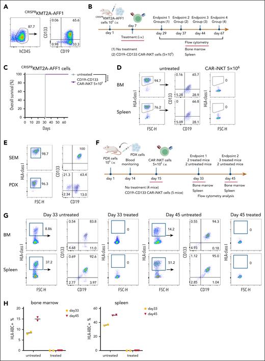 Bispecific CD19-CD133 CAR-iNKT cells eradicate primary KMT2Ar-ALL with variable CAR target expression. (A) CD19 and CD133 coexpression pattern in CRISPRKMT2A-AFF1 cells. (B) Schematic of experiment shown in panels C and D. (C) Overall survival of CRISPRKMT2A-AFF1 leukemia-bearing mice treated with 5 × 106 bispecific CAR-iNKT cells (n = 7 mice per group). ∗∗∗∗P < .0001. (D) Representative flow cytometric analysis of CRISPRKMT2A-AFF1 leukemia cells as identified with HLA-class I staining in bone marrow and spleen of leukemia-bearing mice treated with 5 × 106 bispecific CAR-iNKT cells. (E) CD19 and CD133 coexpression pattern in PDX KMT2A-AFF1 cells compared with that of SEM cells. (F) Schematic of experiment shown in panels G and H. (G) Flow cytometric analysis of leukemia burden in bone marrow and spleen of untreated and 5 × 106 bispecific CAR-iNKT–treated PDX KMT2A-AFF1 leukemia-bearing mice 18 and 30 days posttreatment. HLA class I+ cells were gated on 7-aminoactinomycin D (7-AAD)–negative live cells. (H) Cumulative data of mice treated as shown in panel G (n = 4 control mice, 5 treated mice).