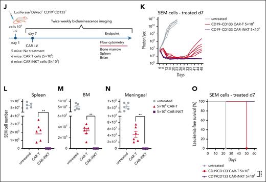 CAR-iNKT cells are more potent than CAR T cells. (A) Cytotoxic activity at 24 hours of untransduced T cells and iNKT cells, and of their bispecific CAR-transduced counterparts against parental SEM cells and their single or double CD19/CD133 gene-edited sublines. (B) Avidity assay comparing bispecific CAR T cells vs CAR-iNKT cells against SEM cells. Data are presented as the mean ± SEM of n = 3 experiments. ∗P < .05, by 1-way ANOVA. (C) Expression level of indicated cytokines by bispecific CAR T cells and CAR-iNKT cells after 4 and 24 hours coculture with SEM leukemia cells; 1-way ANOVA; ∗P < .05; ∗∗P < .01; ∗∗∗P < .001. (D) Schematic of experiment for panels E-G and H-I. (E-F) Leukemia burden by BLI and overall survival of SEM leukemia-bearing mice treated with indicated dose of bispecific CAR T cells and CAR-iNKT cells (n = 7 mice per group). Log-rank test, ∗∗∗P < .001. (G) Overall survival of CRISPRKMT2A-AFF1 leukemia-bearing mice treated with indicated dose of bispecific CAR T cells and CAR-iNKT cells (n = 7 mice per group). Log-rank test, ∗∗P < .01. (H) Absolute numbers of CAR T cells and CAR-iNKT cells in BM and spleen at euthanasia of mice treated as shown in panels E-F. One-way ANOVA; ∗∗P < .01. (I) Absolute numbers of CAR T cells and CAR-iNKT cells in BM and spleen at euthanasia of mice treated as shown in panel D, 1-way ANOVA; ∗∗∗∗P < .0001. (J-K) Schematic of the experiment (J) and leukemia burden assessed by BLI of SEM leukemia-bearing mice treated with 5 × 106 CAR-iNKT cells or CAR T cells (K). (L-N) Absolute numbers of leukemia cells in spleen (L), BM (M), and meningeal space (N) at euthanasia of mice treated as shown in panel K; ∗∗P < .01. (O) Leukemia-free survival of mice treated with 5 × 106 CAR-iNKT cells or CAR T cells. Log-rank test, ∗∗∗∗P < .0001. E:T, effector to target.