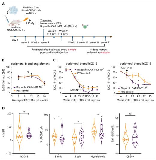 Impact of bispecific CAR-iNKT cells on hematopoiesis in humanized mice. (A) Schematic of xenograft experiment to test hematologic toxicity of CD19-CD133 CAR-iNKT cells in vivo. (B) Peripheral blood human CD45 engraftment levels in mice treated with phosphate-buffered saline (PBS; n = 5) or 107 CD19-CD133 CAR-iNKT cells (n = 7). (C) Peripheral blood human CD19+ cells in mice treated with PBS (n = 5) or 107 CD19-CD133 CAR-iNKT cells (n = 7), in 2 separate experiments, showing a transient drop in B-cell proportions 1 to 3 days after CAR injection. Unpaired t test; ∗P < .05. (D) Long-term engraftment in the BM of mice treated with PBS or 107 CD19-CD133 CAR-iNKT cells. From left to right: proportion of hCD45 cells in BM (PBS, n = 4, CAR, n = 6); B cells, T cells, and myeloid cells in the BM expressed as proportion of hCD45+ cells (PBS, n = 4, CAR, n = 6); and immature CD34+ cells in the BM expressed as proportion of hCD45+ cells (PBS, n = 4, CAR, n = 5). Median denoted by solid lines, and dashed lines denote quartile distribution within the sample set. ns, not significant.