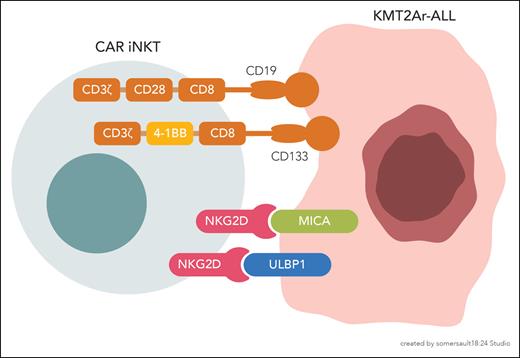 CAR-mediated and NKG2D-dependent targeting of KMT2Ar leukemia by bispecific CAR-iNKT cells.