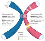 Overview of contributors to TC. TL reflects the physical length of telomeric DNA repeats at the natural ends of chromosomes, which can be measured using methods such as TRF, flow-FISH, STELA, and long-read WGS. TC measures the total amount of telomeric DNA repeats and may include sources such as intrachromosomal telomeric insertions and neotelomeres formed at double-strand break sites. TC can be measured by methods like (qPCR), short-read WGS, and long-read WGS. Flow-FISH, flow cytometry–based fluorescence in situ hybridization; qPCR, quantitative polymerase chain reaction; STELA, single telomere length analysis; TRF, telomere restriction fragment. Figure created with BioRender. Tiong IS. (2025) https://BioRender.com/yg8q9ug.