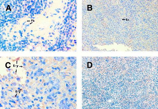 Fig. 4. Human spleen sections probed with TPO cDNA probe. Splenic sections of an individual with normal platelet count (A) and an individual with ITP (B and C). Faint, almost negative hybridization signal in the splenic cells, but clearly negative staining in the endothelial cells (En) and fibroblasts (Fb). Spleen section from patient with normal platelet count (D) probed with plasmid vector pBR322 as a negative control. The orange staining cells are erythroid cells (Ery) that do not show any positive signal development. Original magnification: (A and C) ×400; (B and D) ×240.