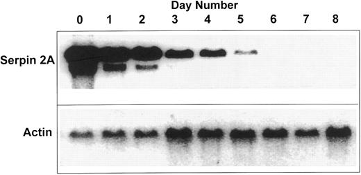 Fig. 1. Northern blot of RNA isolated from an FDCP-Mix granulocyte macrophage differentiation time course probed with labeled serpin 2A cDNA followed by α-actin. The lanes represent undifferentiated day 0 to fully differentiated day 8 of the time course. Signals were visualized by phosphorimaging.