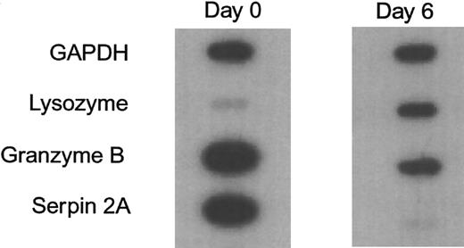 Fig. 2. Nuclear run off transcription assays using probes made from nuclei isolated from day 0 undifferentiated and day 6 G/M differentiated FDCP-Mix cells. Signals were detected by phosphorimaging.