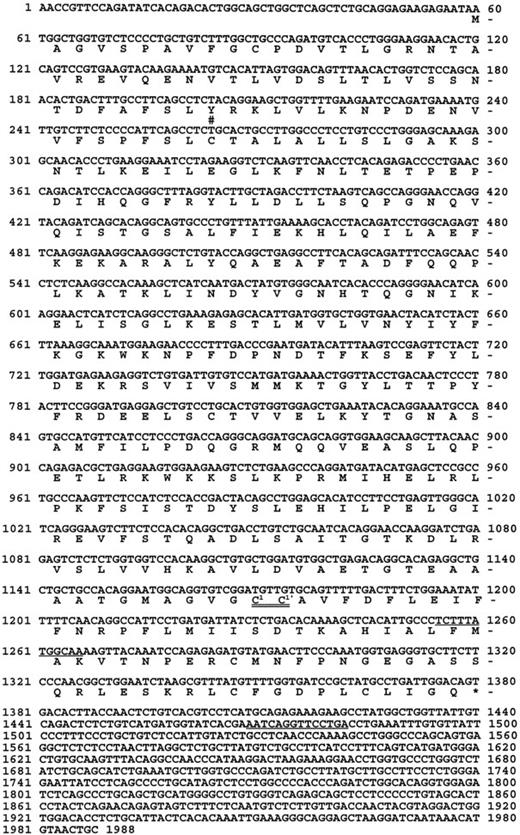 Fig. 3. cDNA sequence of FDCP-Mix Serpin 2A. The FDCP-Mix–derived sequence is complete unlike the previously reported teratocarcinoma derived cDNA,7 which lacked exon 2. The splice junction between exons 2 and 3 is marked with a #. We have also shown that the FDCP-Mix serpin 2A cDNA also has an untranslated exon 1 (data not shown). The Cys-Cys P1 and P1′ active site residues are marked and double underlined. The oligonucleotide primers sites indicated by underlining at positions 1255-1266 bp and position 1469-1482 bp were used to PCR amplify a 227-bp serpin 2A specific probe, which was used for all the Northern blots shown.