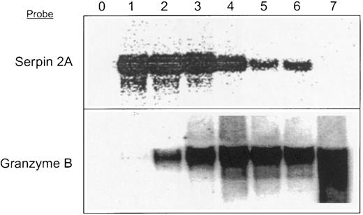 Fig. 6. Northern blot of RNA isolated from a 7-day T-cell (splenocyte) Con A-induced activation time course probed with labeled serpin 2A and granzyme B cDNAs.