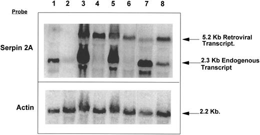 Fig. 8. Northern blot of RNAs isolated from undifferentiated and day 8 G/M differentiated serpin 2A transfected FDCP-Mix clones. Lane 1, undifferentiated; lane 2, differentiated Neomycin vector only control cells; lane 3, undifferentiated; lane 4, differentiated serpin 2A clone 4 cells; lane 5, undifferentiated; lane 6, differentiated serpin clone 5 cells; lane 7, undifferentiated; lane 8, differentiated serpin clone 6 cells. This was probed with serpin 2A and α-actin with signals being visualized by phosphorimaging (the RNAs were isolated from one of the experiments shown in Fig 9A).