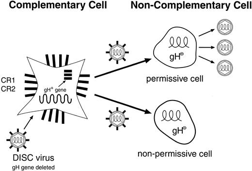 Fig. 1. Life cycle of the herpes simplex disabled infectious single-cycle (DISC) vector. The HSV-DISC vector lacks the glycoprotein-H gene, an essential component for the infectivity of HSV. The vector particles are made in a complementary cell (CR1 or CR2), which supplies the gH gene product in trans. The vector generated may have any gene of interest substituted for the missing gH gene. On entry into a permissive cell, herpes virus and inserted gene products are made, but only noninfectious (gH negative) virus is made. In a nonpermissive cell, an abortive infection may result, with limited expression of herpes genes.