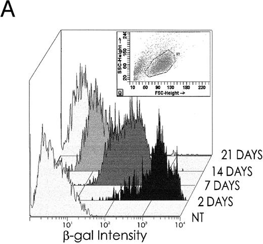 Fig. 5. (A) After transduction with 2 pfu/cell, β-GAL expression in hematopoietic progenitor cell cultures declines progressively with time of culture. (B) β-GAL expression declines in both CD34+ and CD34− subsets of hematopoietic cells. To determine whether the loss of β-GAL expression was confined to the CD34+ population, we examined the proportion of cells that were marker positive in both the CD34+ and CD34− marrow population, at different times after transduction with the HSV-DISC vector at 2 pfu/cell. Both CD34+ and CD34− populations showed a decline in positivity, and the rate of decline was greater in the CD34+ cells.