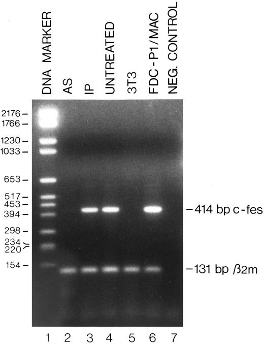 Fig. 2. Detection by RT-PCR of the c-fes mRNA in FDC-P1/MAC-11 cells treated with c-fes ODN. Total cellular RNA was extracted after 5 days of murine c-fes AS ODN treatment as described in Materials and Methods. The 414-bp amplified murine c-fes fragment was obtained using the oligonucleotide primers mFES-DP (5′-CAGAGCTGGAGCAGCGGCCCCGACA-3′ ) and mFES-RP (5′-GGTGCAGCTGTGCGGCCCTCACACC-3′ ). The 131-bp murine β2-microglobulin fragment, used as a quantitative control, was obtained using the oligonucleotide primers mβ2m-DP (5′-GGTGCTTGTCTCACTGACCGGCTT-3′ ) and mβ2m-RP (5′-GAGGCGGGTGGAACTGTGTTACGT -3′ ); lane 1, DNA mol wt marker VI (Boehringer); lane 2, FDC-P1/MAC-11 cells treated with the mixture of mFES-AS1, 2, and 3; lane 3, FDC-P1/MAC-11 cells treated with the mixture of mFES-IP1, 2 and 3; lane 4, ODN untreated FDC-P1/MAC-11 cells; lane 5, negative control performed with NIH-3T3 cells not expressing the c-fes gene; lane 6, proliferating FDC-P1/MAC-11 cells; lane 7, negative control performed without the cDNA template.