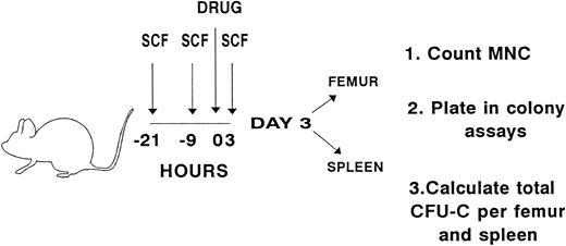 Fig. 1. Experimental design for evaluating whether preceding exposure to pegylated, recombinant rat SCF enhances the hematologic effects of taxol, navelbine, vinblastine, or doxorubicin. SCF (50 mg/kg/injection) was administered to B6D2F1 mice subcutaneously every 12 hours for a total of three doses. Three hours before the last dose of SCF, a single intravenous injection of navelbine, vinblastine, or doxorubicin or an intraperitoneal dose of taxol, was administered. Dosages are described in Materials and Methods. Pairs of mice received either cytotoxic drug alone, SCF alone, SCF plus cytotoxic drug, or no treatment. The last dose of SCF was administered on the morning of day 1, and analysis was performed on day 3. Femurs and spleens were separately pooled for each experimental variable. Mononuclear cells (MNCs) were counted and plated in semisolid media. Colonies were scored on day 8 of culture, and the number of CFU-C per femur and spleen was calculated.
